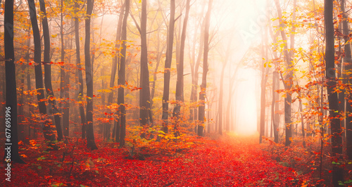 Autumn forest in the morning with sun rays and lens flare like a gone