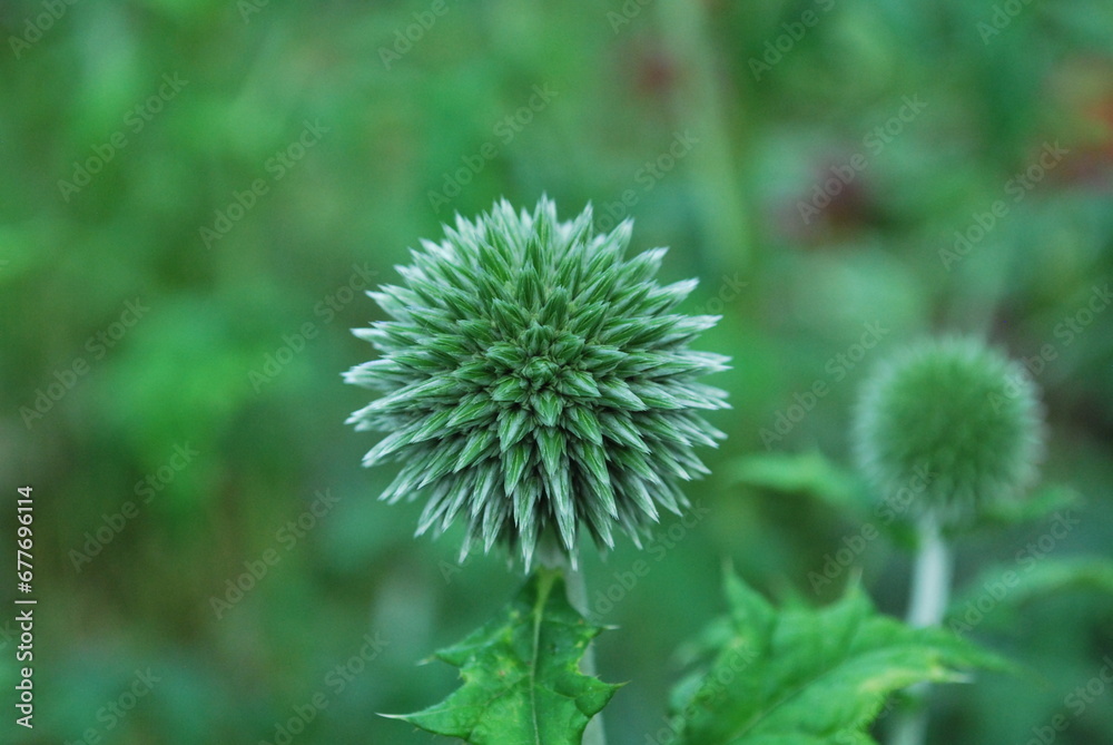 Plants Plants