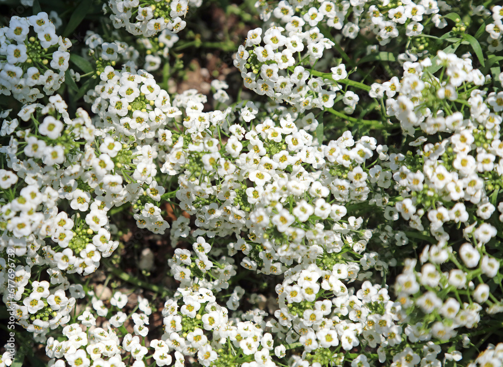 Closeup of Sweet Alyssum blooms, New South Wales Australia
Closeup of Sweet Alyssum blooms, New South Wales Australia