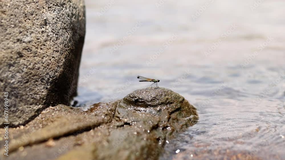 Rhinocypha fenestrate dragonfly that lives in clean river water Rhinocypha fenestrate dragonfly that lives in clean river water