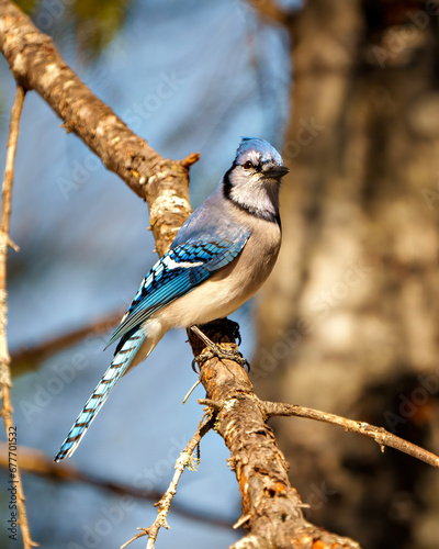 Blue Jay Photo and Image. Close-up side view, perched on a birch tree branch with blur background in its environment and habitat surrounding. Jay Picture.