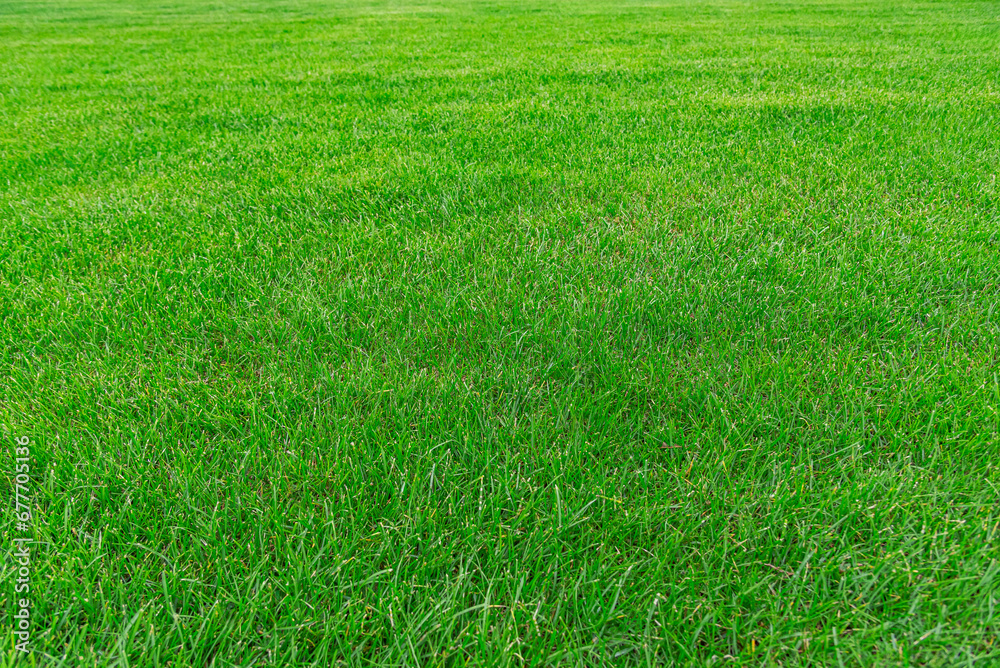 Green grass texture from field. Green lawn, Backyard for background, Grass texture, Green lawn desktop picture. Green grass texture from field. Green lawn, Backyard for background, Grass texture, Green lawn desktop picture.