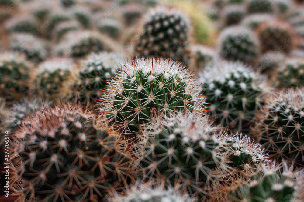 Close up view of a cactus (Cactaceae) plants background Close up view of a cactus (Cactaceae) plants background