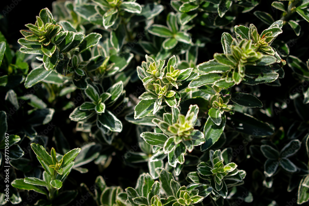 Close up view of Climbing euonymus plant (Euonymus fortunei - Celastraceae) background. Beautiful plant wallpaper. Close up view of Climbing euonymus plant (Euonymus fortunei - Celastraceae) background. Beautiful plant wallpaper.