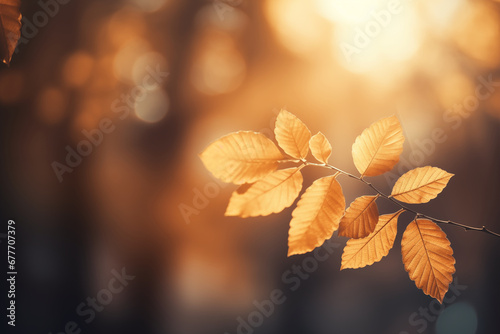 blurred autumn background with leaves