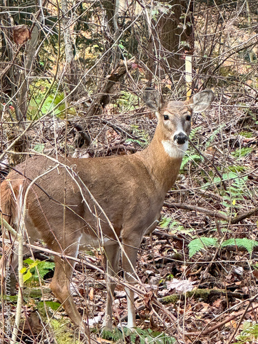 Doe female deer standing in brush woods