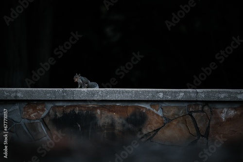 Western gray squirrel (Sciurus griseus) with nuts in its mouth photo