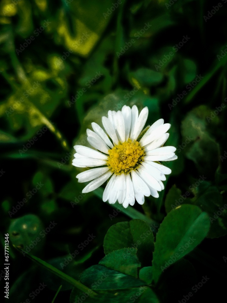 Vertical closeup of a common daisy (Bellis perennis) in a garden Vertical closeup of a common daisy (Bellis perennis) in a garden
