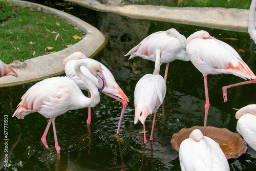 The group of pink flamingos in zoo 