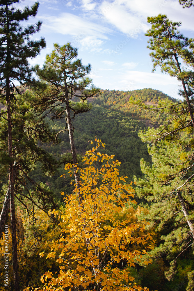 Forest scene in fall season with colorful foliage