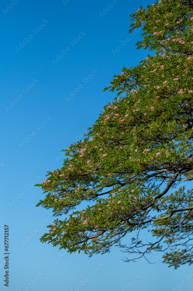 Pink Flowers on a Green Monkey Pod Tree Under Clear Blue Sky. Pink Flowers on a Green Monkey Pod Tree Under Clear Blue Sky.