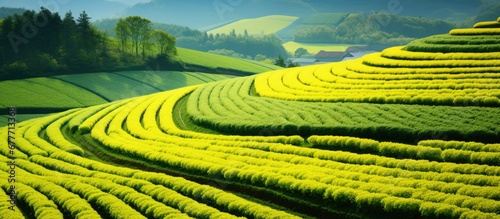In the spring the vibrant green fields are adorned with a beautiful pattern of flowers and leaves creating a mesmerizing background that showcases the natural growth and beauty of nature It 