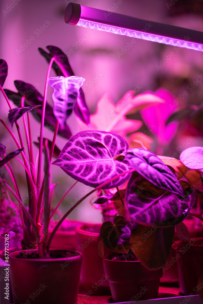 Houseplant on cart under phyto lamp at home, making up for lack of real daylight and sunlight
