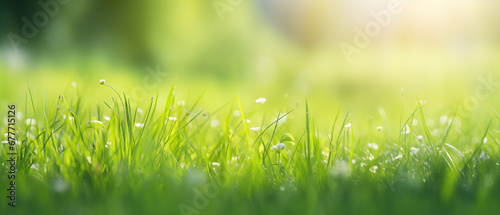 panoramic natural background with young juicy green grass