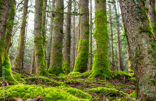 tree in the forest