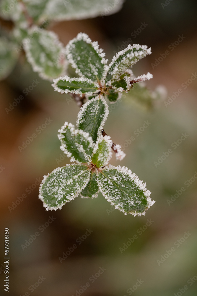 Frost an Blättern Frost an Blättern
