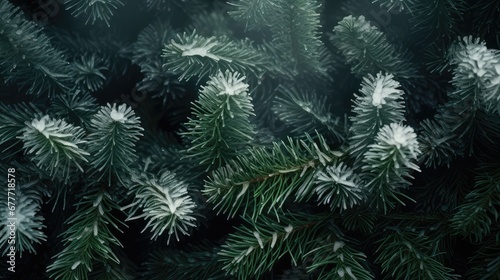 winter snowy green light frosted illustration snow plant, frost spruce, ever coniferous winter snowy green light frosted