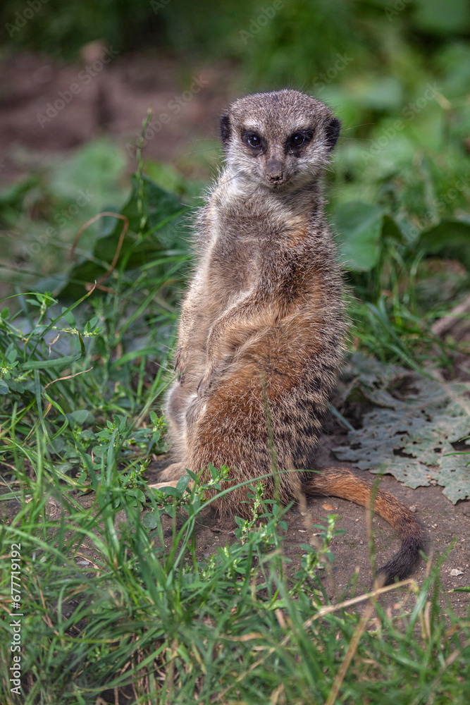 Fototapeta premium Standing Meerkat in the Zoo