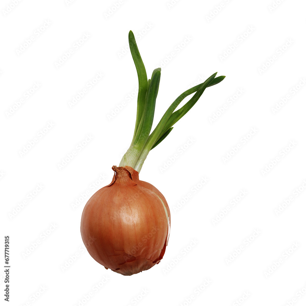 Whole onion with green leaves.Delicious and healthy root vegetable used in cooking. Vector illustration isolated on a white background. clipping path Focus stacking Transparent PNG