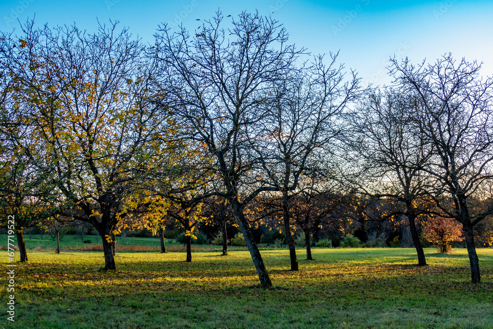 Baumgrundstück mit Apfelbäumen im Herbst Baumgrundstück mit Apfelbäumen im Herbst