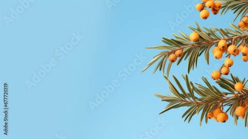 a branch of a pine tree with oranges on it and a blue sky in the background  with a small amount of green leaves on the top of the branch.  generative ai