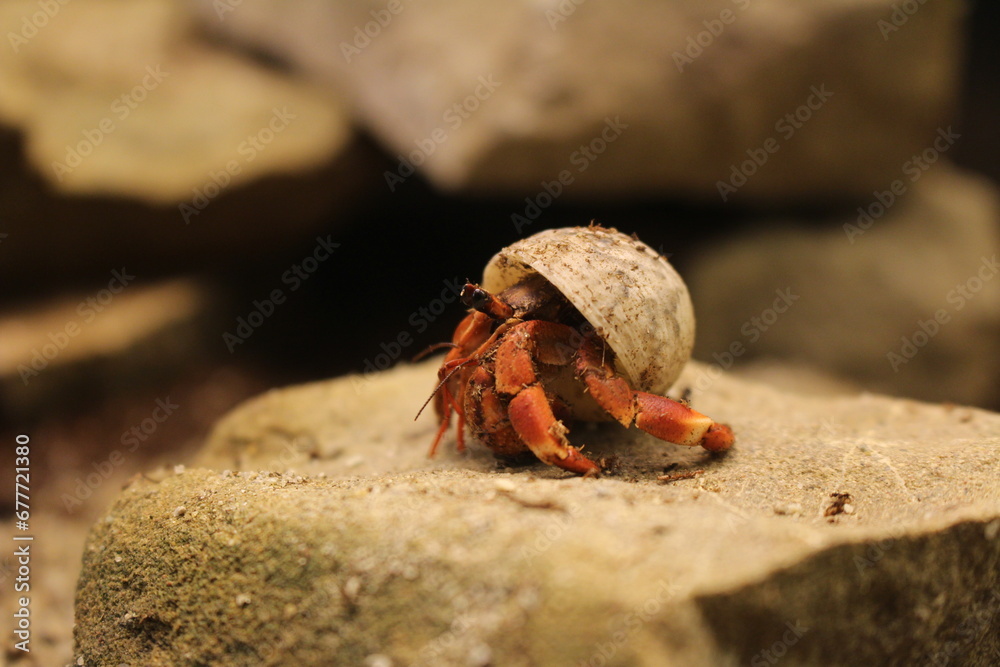 Hermit Crab Coenobita sp. in the Terrarium on stone