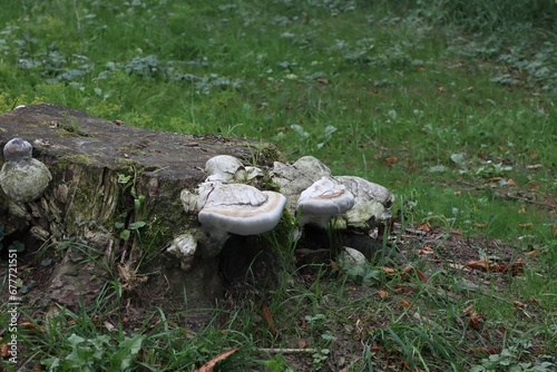 Old snag with mushroom