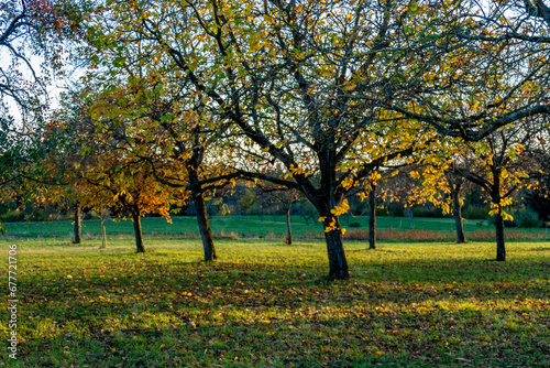Baumgrundstück mit Apfelbäumen im Herbst