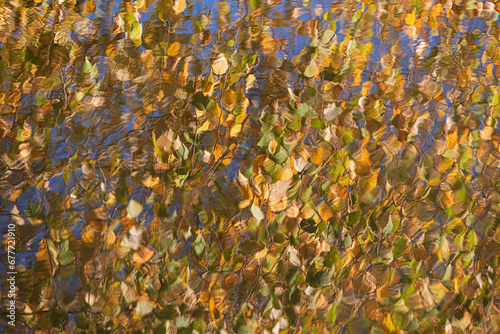 Fototapeta Naklejka Na Ścianę i Meble -  Jesienne liście brzozy odbijające się w wodzie 