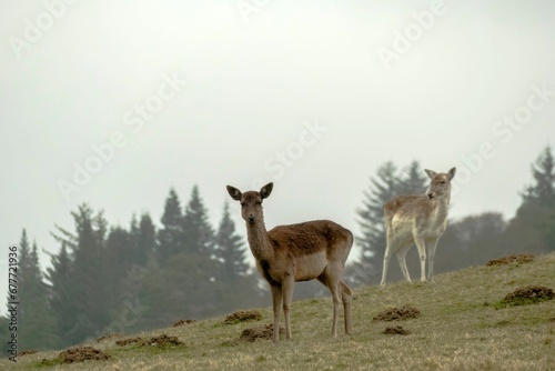 Brown deer standing in field