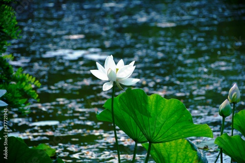Closeup of a water lily growing with green leaves on a pond