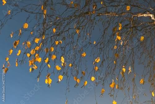 Fototapeta Naklejka Na Ścianę i Meble -  Jesienne liście brzozy odbijające się w wodzie 