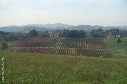 Wallpaper Mural vitigno di kambrusco pruduzione tipica di vini  nel comune di castelvetro di modena Torontodigital.ca