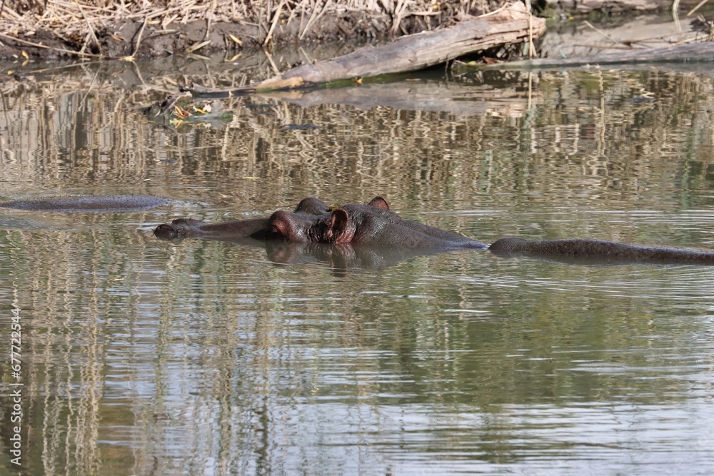 Obraz premium Happy hippo in water