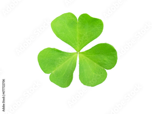 Shamrock green leaf symbol of Ireland and Saint Patrick Day isolated transparent png. Oxalis acetosella or wood sorrel plant.