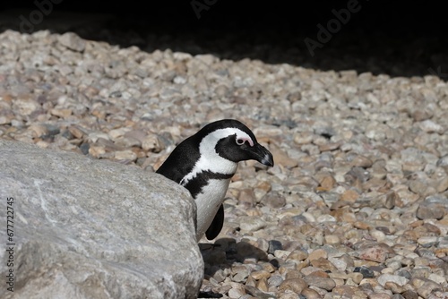 Penguin at south marina
