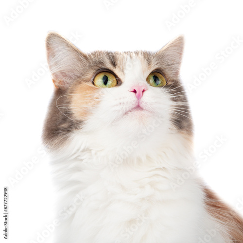 Bright longhair multicolor cat portrait isolated on the white background