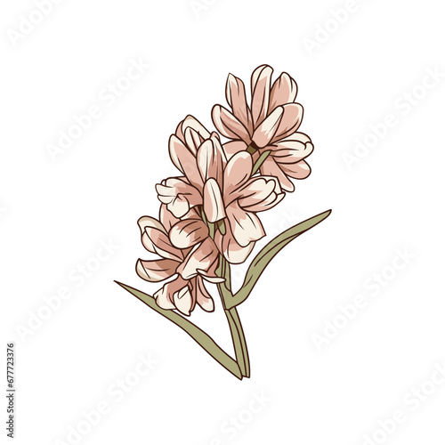 yucca flower isolated vector illustration
