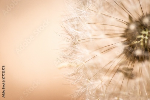 Fototapeta Naklejka Na Ścianę i Meble -  Macro shot of a dandelion flower