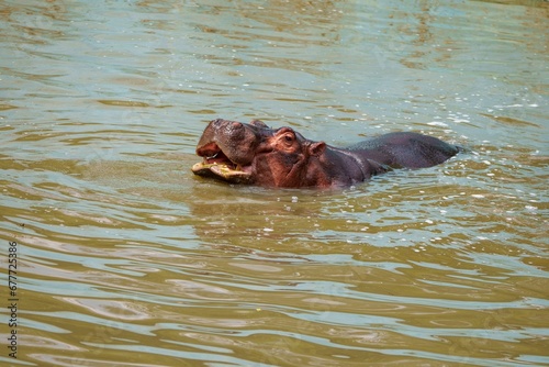 Hippopotamus was found swimming in the water in a public zoo