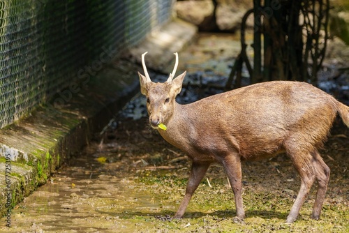 Scenic view of a Bawean deer found roaming around in a zoo photo