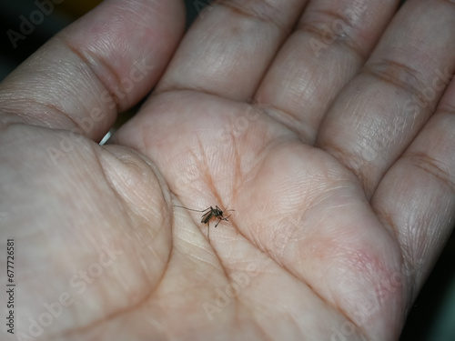 close up of a dead mosquito on a woman's palm