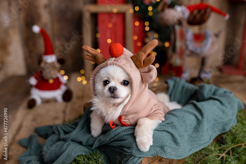 Adorable Pomeranian spitz dog dressed in a funny Christmas costume in New Year atmosphere © яна винникова