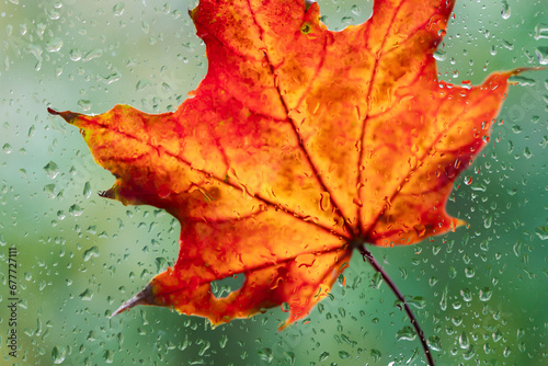 Autumn leaves over rainy window. orange maple leaves and wet glass with rainy drops texture. fall season background. symbol of autumn.