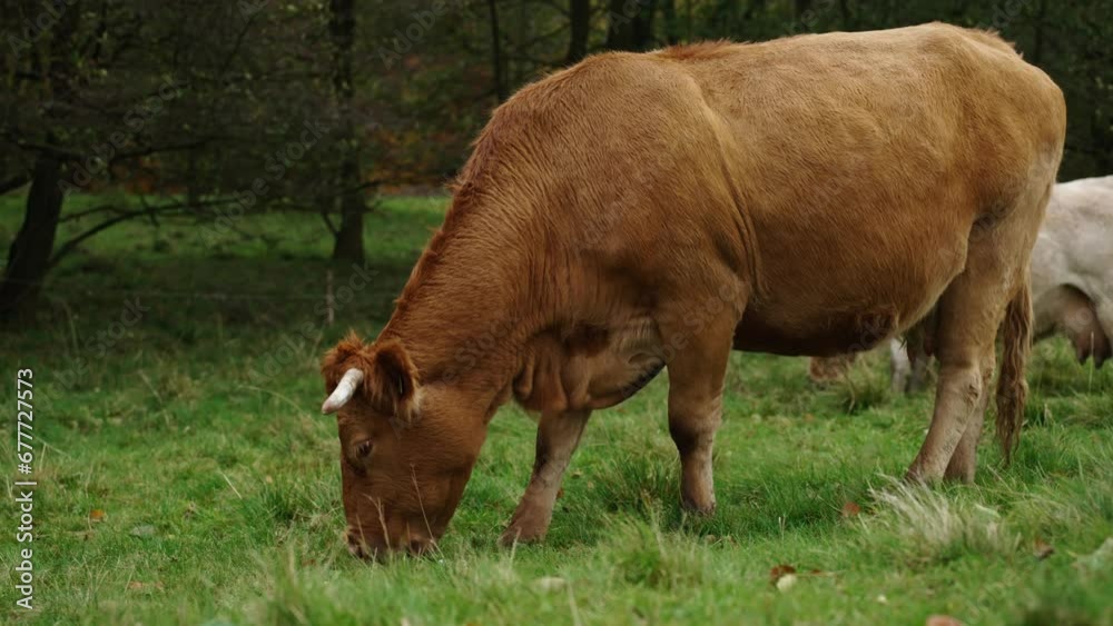 Brown cow grazing on field. Jersey cow eating green grass on pasture. Cattle breeding. Milk production on home farm Brown cow grazing on field. Jersey cow eating green grass on pasture. Cattle breeding. Milk production on home farm