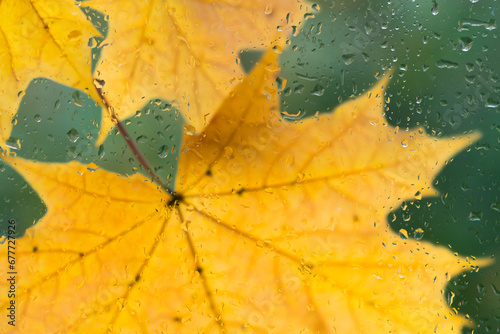 autumnal bright maple leaves behind wet glass with raindrops texture. autumn season background. symbol of fall time. rainy weather concept. atmosphere romantic nature image.
