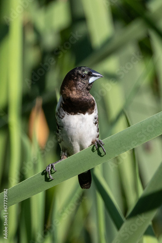 Garden birds – Bronze Mannikin (Gewone Fret) (Spermestes cucullata) in Pretoria, South Africa photo