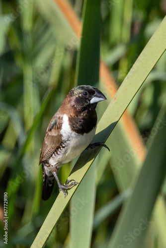 Garden birds – Bronze Mannikin (Gewone Fret) (Spermestes cucullata) in Pretoria, South Africa photo