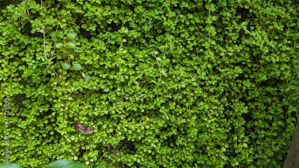 background of green moss