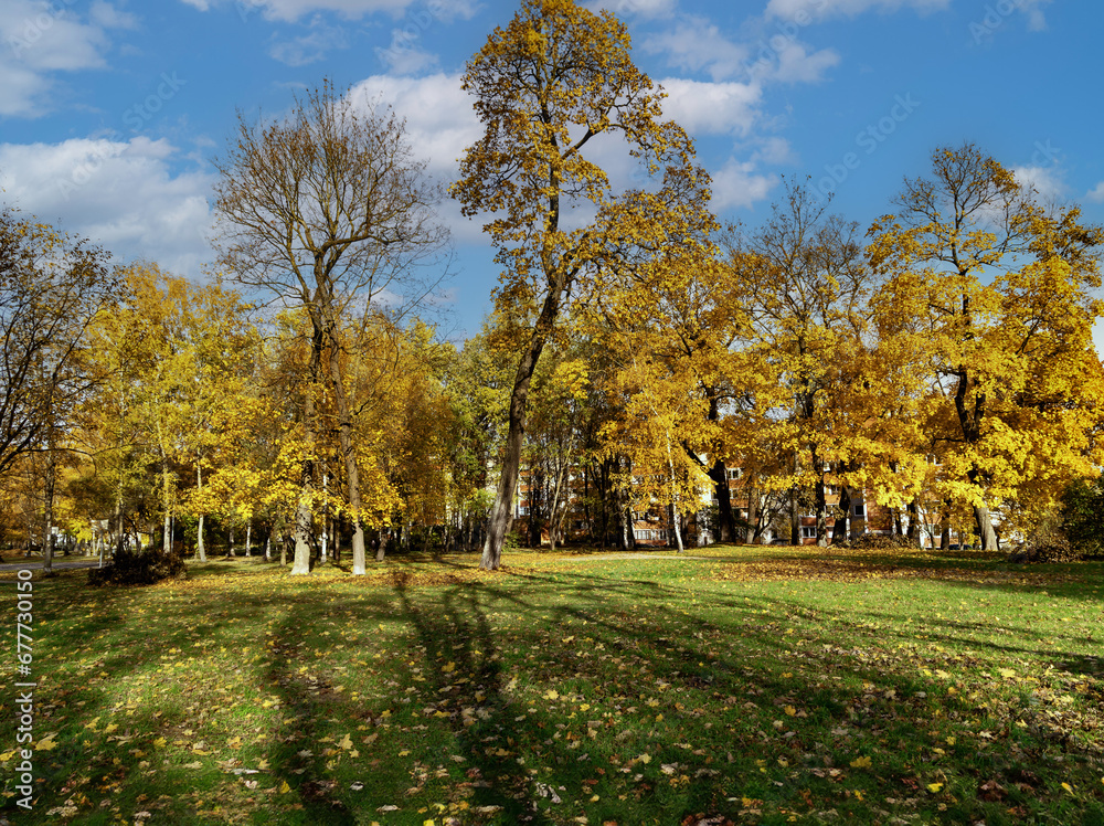 Obraz premium Beautiful autumn park with tall trees with yellow foliage and green grass lawns in Riga. Latvia. Orange oak tree and yellow maple. Well maintained environment concept.